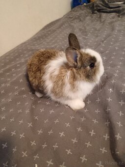 Zakrslý králík králíček - 3