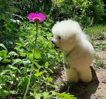 Bišonek frisé s PP - 3