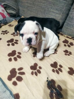 Francouzský Buldoček - 3