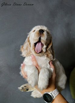 Anglický kokršpaněl s PP - 3