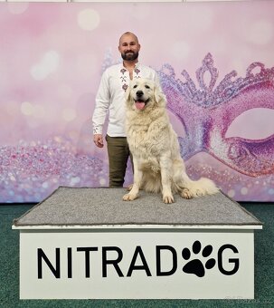 Slovenský čuvač - 3