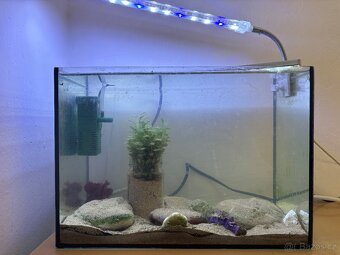 betta - 2x samec. 2 samicka a akvárium - 3