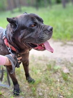 BRODY K ADOPCI - cane corso, mazel, parťák, vhodný k dětem - 3