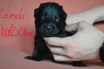 Německý ovčák-štěňata - 3
