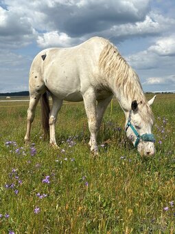 Hrebec appaloosa x CT - 3