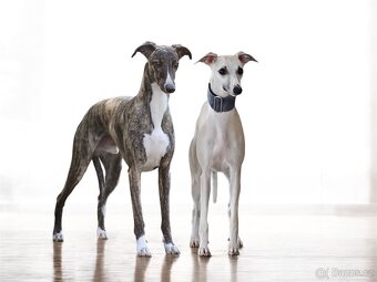 Whippet / Vipet s PP FCI - 3