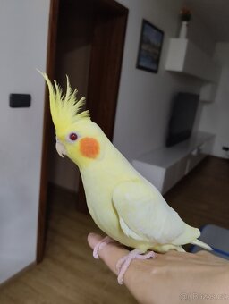 Mládě korely cca 3 měsíce staré - 3