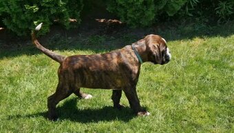 Nemecky boxer s pp - psík - 3