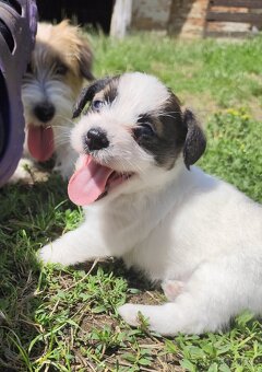 Jack Russell teriér - 3
