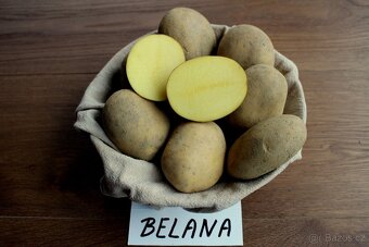 Prodej Brambor AGRIA, BELANA, BERNINA, LAURA, SIMONETTA - 3