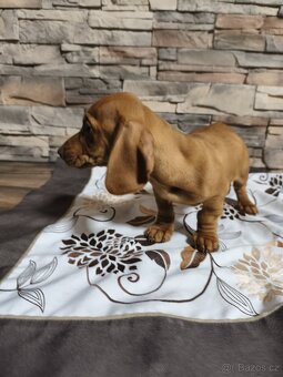 Jezevčík trpasličí - 3