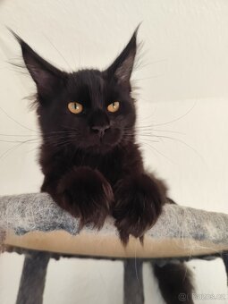 Mainská mývalí kočka - 3