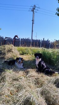 Border kolie bez PP - 3