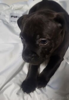 Stafordširský bulterier - 3