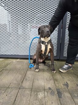 American bully xl - 3