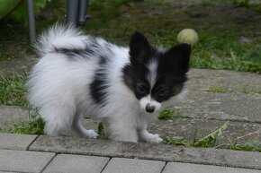 papillon s PP - 3