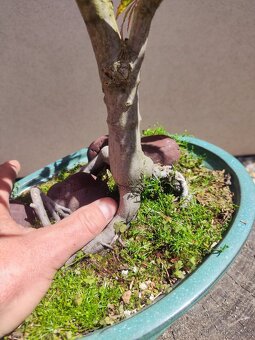 Bonsai - 3