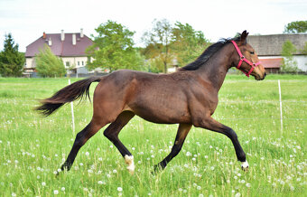 Roční klisnička do drezury - Caramela Deluxe EM - 3