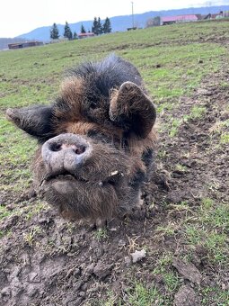 Kanec Kune Kune - 3