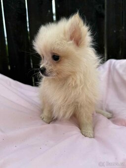 Pomeranian - 3