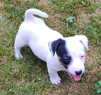 Jack Russel terier, kouzelná štěňátka - 3