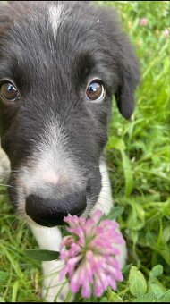 🐶 Border kolie s PP – štěně na prodej - 3