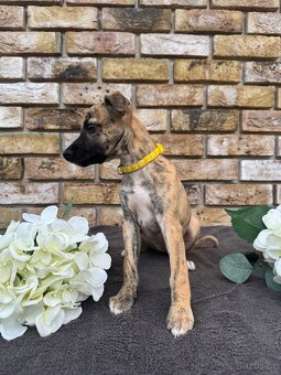 Whippet, Vipet s PP - 3