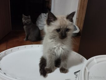 Kříženci ragdoll - 3