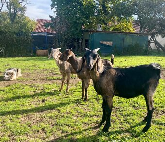 Anglonubijská kozička - 3