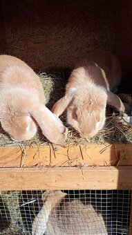 Francouzský beran - 3