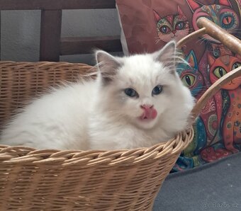 Koťátka  ragdoll s PP (FIFE) - 3