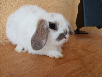 Zakrslý beránek - 3