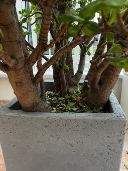 Tlustice stáří cca 25let - 3