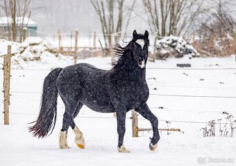 Welsh cob - připouštění - 3