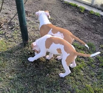 AMERICKÝ STAFORDŠÍRSKY TERIÉR s PP - 3