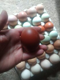 Násadová vejce - 3