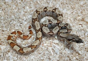 Boa imperator - Scoria Paradigm, IMG Arctic, IMG Paradigm - 3