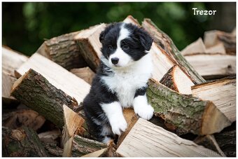 Border Collie, Border Kolia s PP FCI - 3