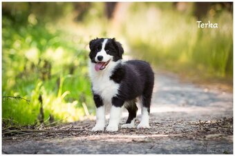 Border Collie, Border Kolia s PP FCI - 3