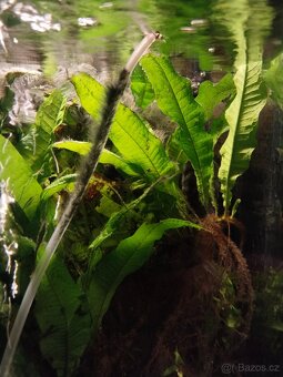 Anubias, Microsorium - 3