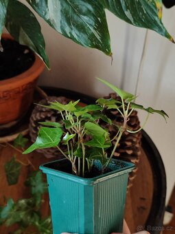 Břečťan popínavý - hedera helix - 3