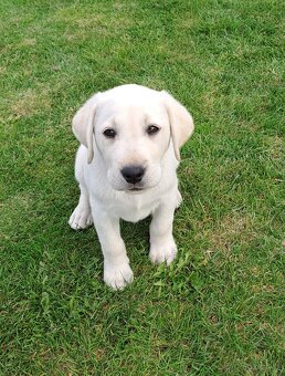 Labrador - štěňátka s PP - 3