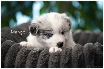 Border Collie, Border Kolia s PP FCI barva Blue Merle - 3