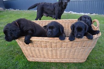 Labradorsky retriver s PP-šteňata - 3