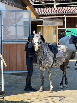 ⭐️ Krásný valášek na prodej ⭐️ - 3