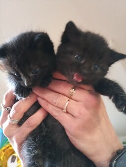 Daruji koťátka - 3