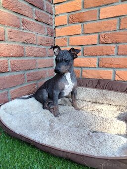 Americký bezsrstý teriér - 3