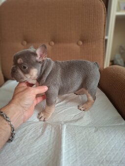 Francouzský buldoček - 3