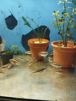 prodej novinek ze dvora - 3