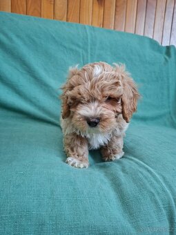 Maltipoo - 3